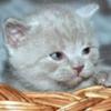 Benutzer Avatar